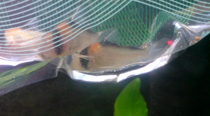 090320_1739~01.JPG 090320_1739~01.JPG