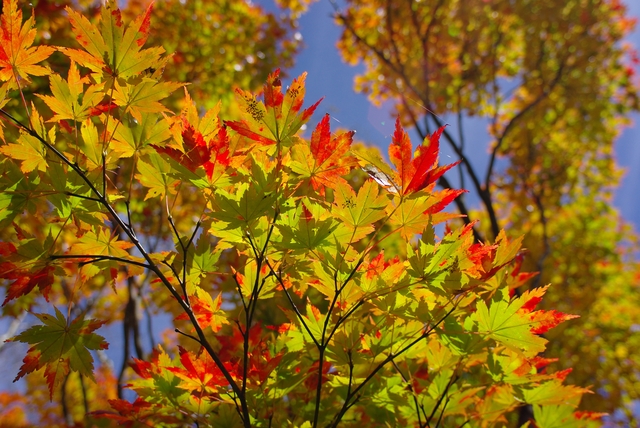 IMGP1764.JPG IMGP1764.JPG