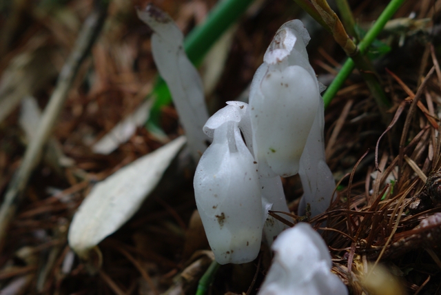 IMGP2891.JPG IMGP2891.JPG